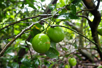 Fresh green limes on tree in the garden