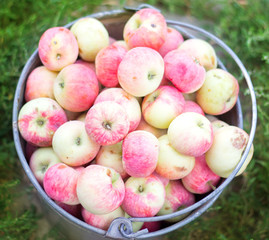 Fresh natural apples in a big metal bucket