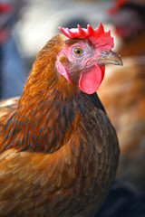 Chickens on traditional free range poultry farm