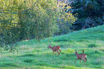 Two Deers in rut chasing each other in the meadow