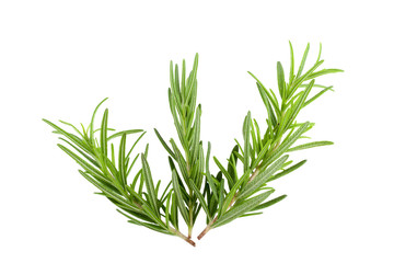 rosemary isolated on white background