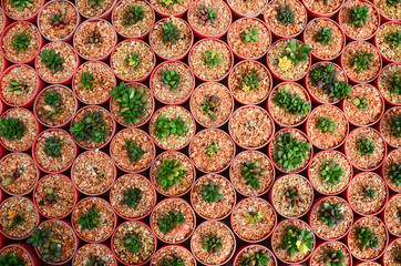 Top view of cactus in the farm