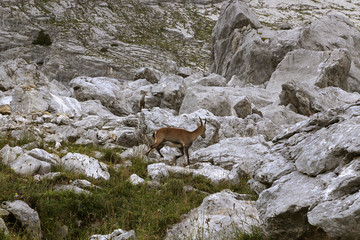 Bouquetin