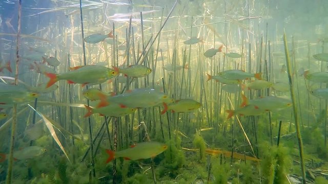 Shoal of fish in the lake