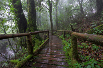 Passage in the primeval forest in Doi inthanon Chiang Mai, Thail