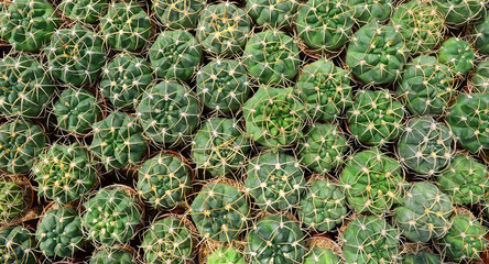 Top view of cactus in the farm