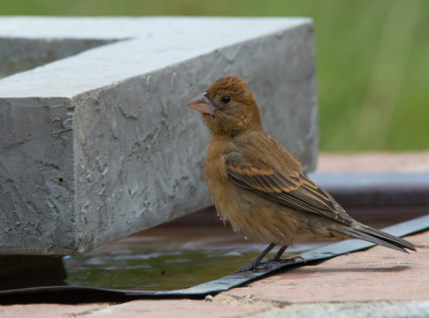 Blue Grosbeak