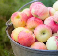 Fresh natural apples in a big metal bucket, selective focus