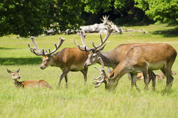 Red Deer