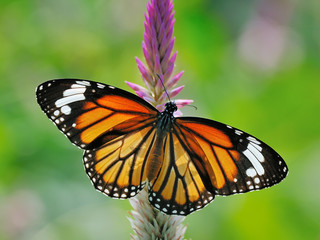 Butterfly (Common Tiger) and flower