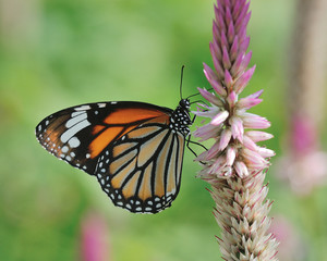 Butterfly (Common Tiger) and flower