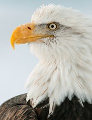 Closeup Portrait of a bald eagle (lat. haliaeetus leucocephalus)