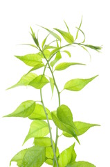 Twig with green leaves isolated on white background