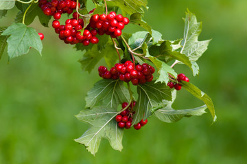 branch of red viburnum