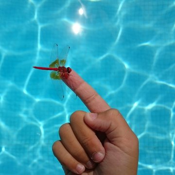 Lib&eacute;lula posada sobre dedo de ni&ntilde;a