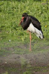 Black stork (Ciconia nigra) standing on one feet and resting