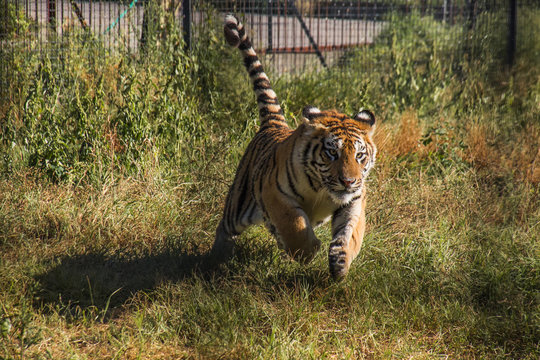 playful tiger