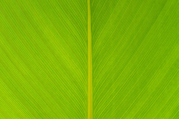 Banana Leaf