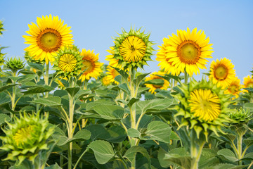 Sunflower fields are blooming in summer.