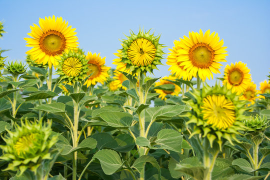 Sunflower fields are blooming in summer.