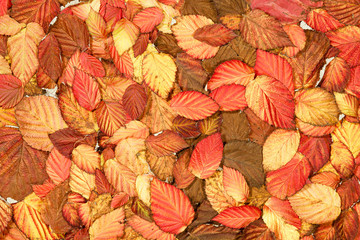 Autumn pattern with vivid red leaves of  raspberry