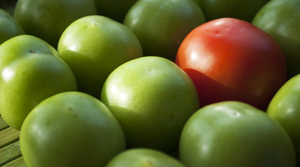 Rote und grüne, unreife Tomaten