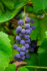 Grapes