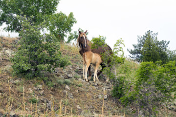 Horse with  foal .