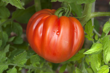 Reife Fleischtomate, Ochsenherztomate am Strauch, Tomatenpflanze, Coeur de boeuf Tomate  - 90191934