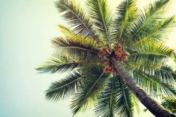 Uitstekende aardachtergrond van kokospalmboom op tropische strandblauwe hemel met zonlicht van ochtend in de zomer, retro effectfilter