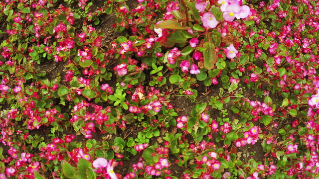 Flower Garden in city park