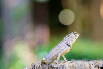 Asian chameleon climbing on wood looking something.