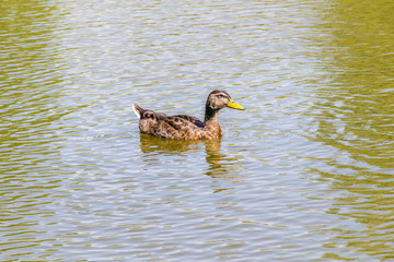 duck in the pond