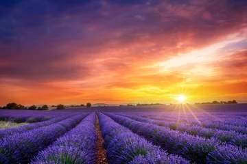 Deurstickers Lavendel Zonsondergang in Valensole