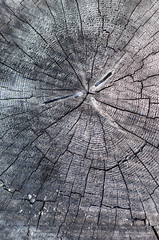 tree rings background