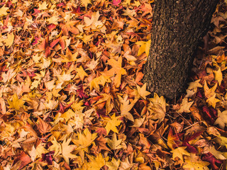 Autumn leaves and tree