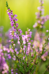 Heather flowers on a colored background bokeh