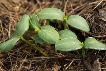 Young shoots of a cucumber.