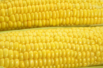 夏野菜　とうもろこし