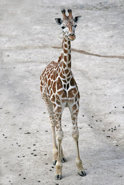 Giraffe in a Zoo