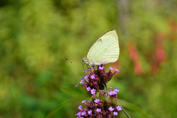 Large White Butterfly, U.K.  Macro image of an insect.