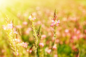 Fototapeta premium Beautiful wild flowers in the field with sunlight