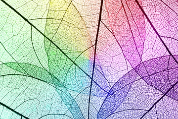 Photo sur Plexiglas Feuille de veine décorative Fond de feuilles de squelette décoratif multicolore