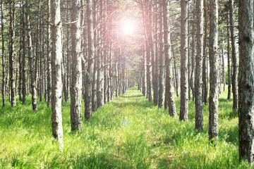 Fototapeta premium forest with sunlight