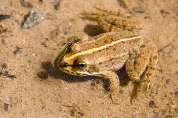 Küss den Frosch