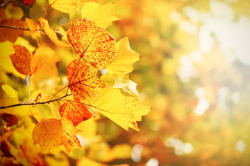 Naklejka na ściany i meble Beautiful autumn tree with sunlight