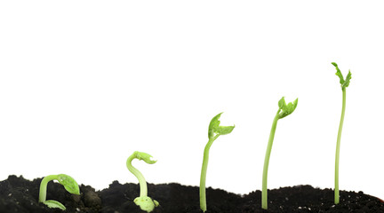 Bean seed germination different stages isolated on white