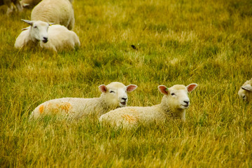 Twin sheeps and grass