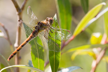 Heidelibelle in der Weise - pastellfarben