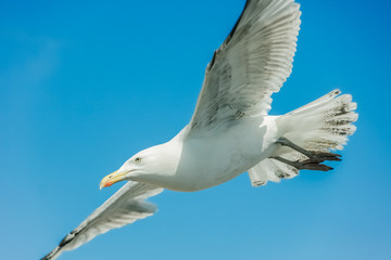 Obraz premium Flying seagull